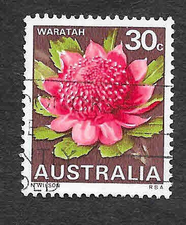 439 - Waratah