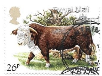 vacas de raza