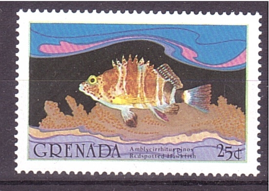 serie- Vida marina