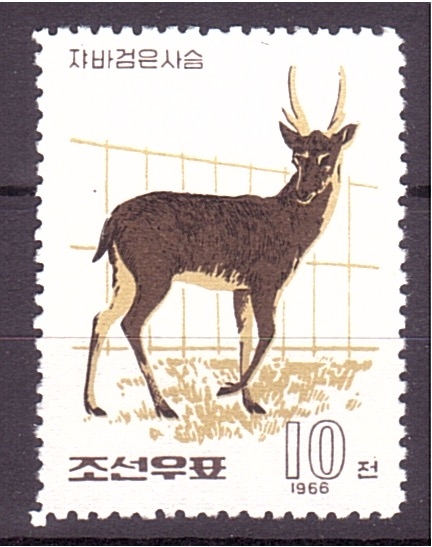 serie- Cérvidos del zoo de Pyongyang