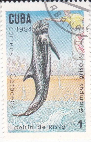 DELFIN -CETACEOS