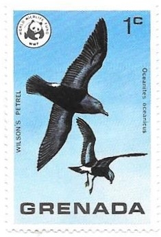 aves