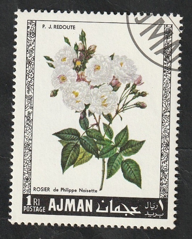 Ajman - 106 - Rosas
