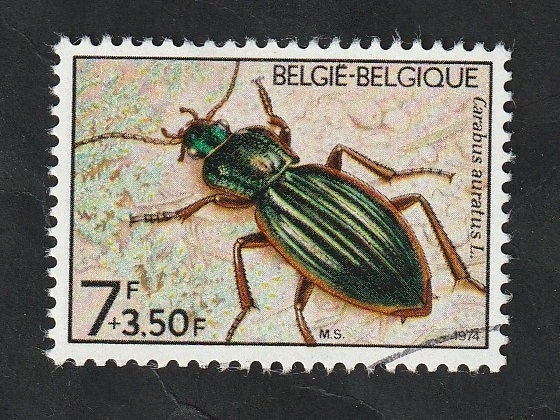 1736 - Fauna, Carabus auratus L.