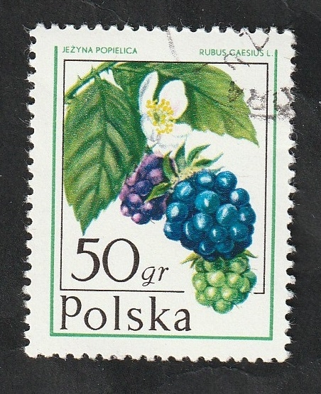 2316 - Frutos, Rubus caesius