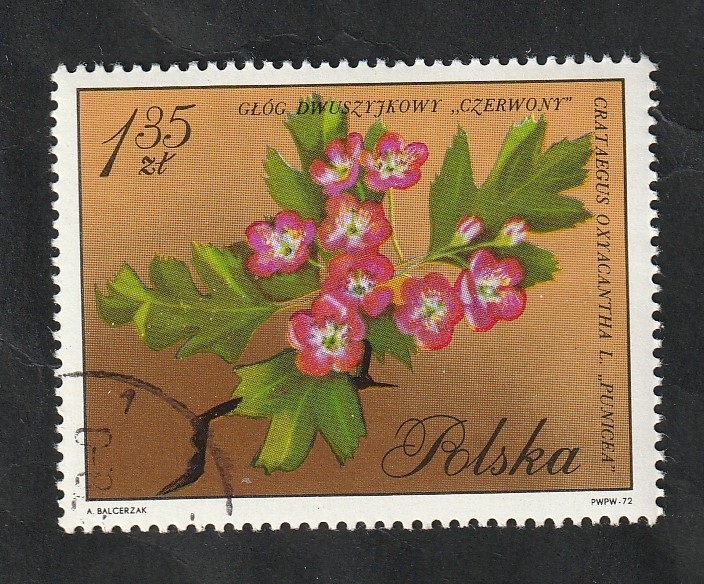 1984 - Flor, Crataegus Oxyacantha L. Punicea