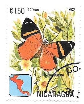 mariposas