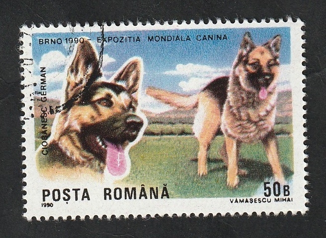 3869 - Pastor alemán, perro de raza