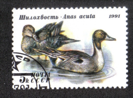Patos, Scaup Mayor (Aythya marila)