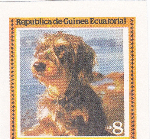 perros de raza
