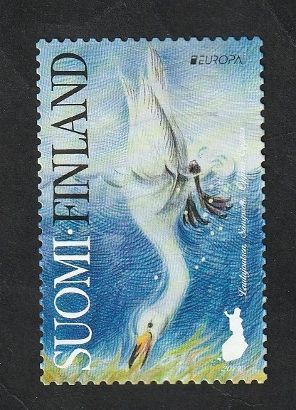 Cisne cantor, cygnus cygnus