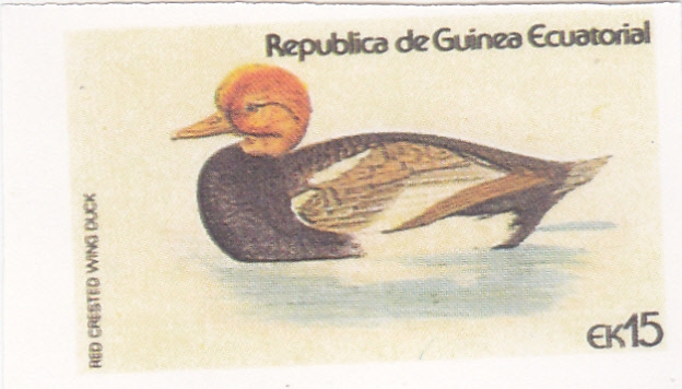 pato