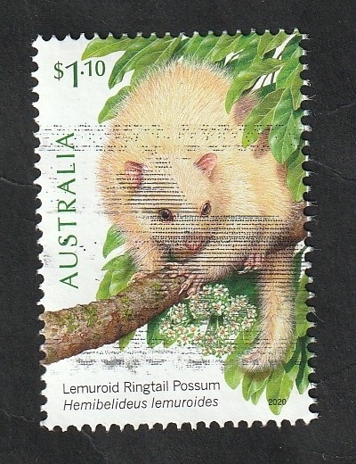 Hemibelideus lemuroides 