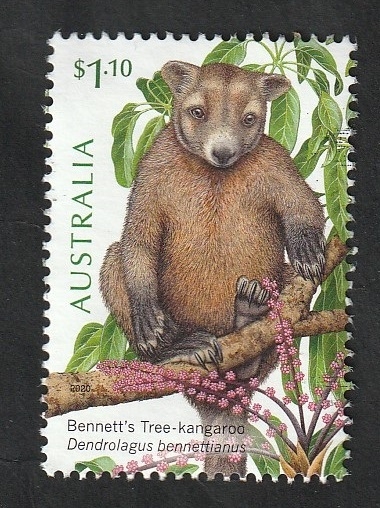 Dendrolagus bennettianus