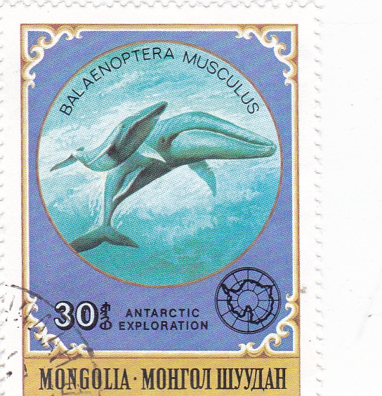 BALLENAS