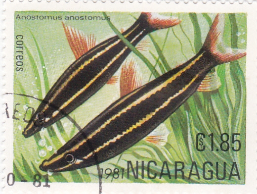PECES- ANOSTOTOMUS
