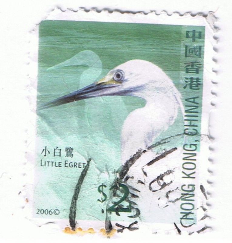 Little Egret
