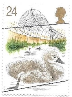 cisnes