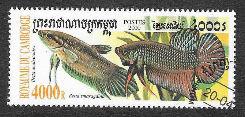 1950 - Betta Esmeralda