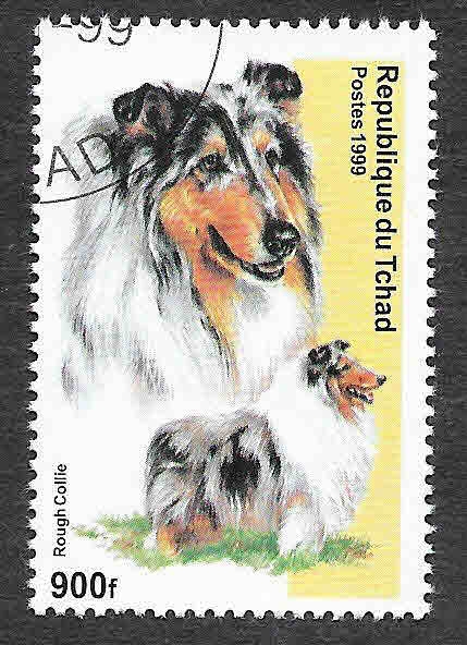 Rough Collie