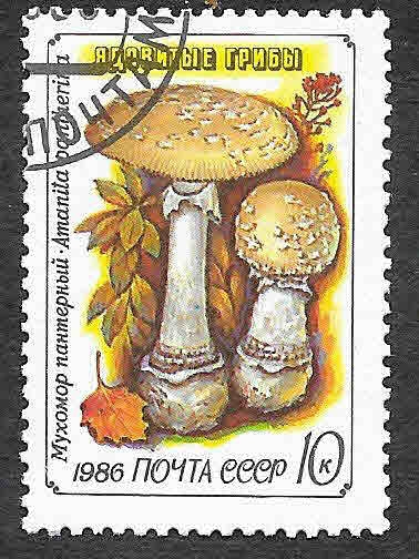 5456 - Seta Venenosa