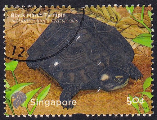 tortuga