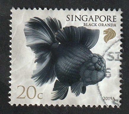 Oranda negra