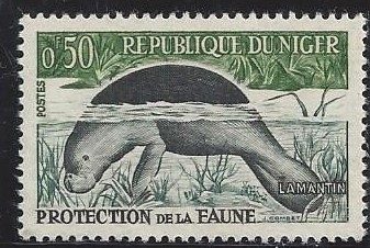 Manatí africano