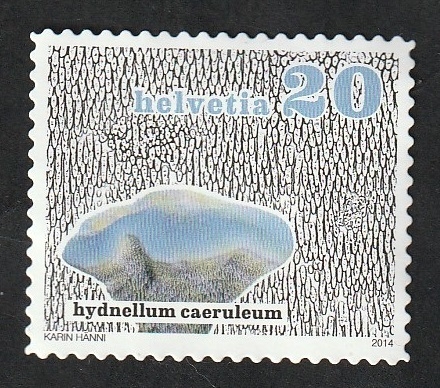 2266 - Champiñón, hydnellum caeruleum