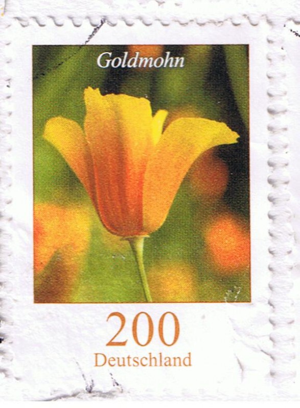 Goldmohn