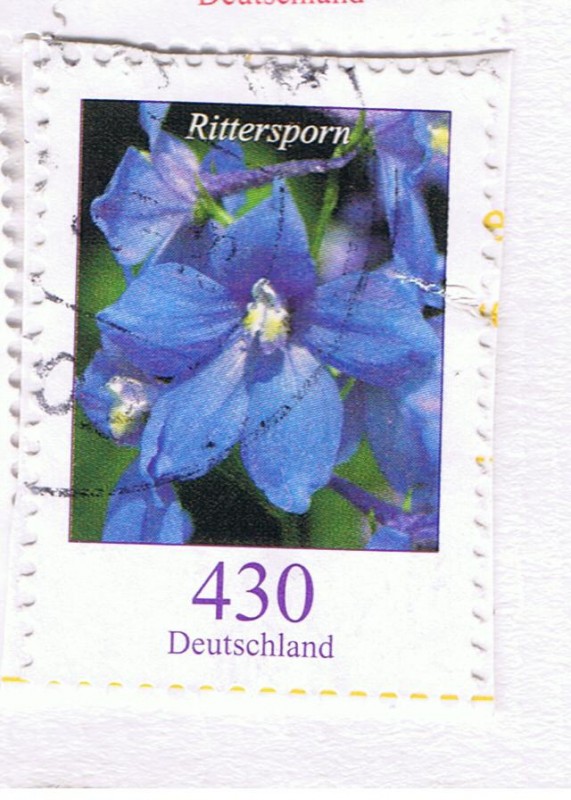 Rittersporn