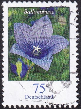 Platycodon grandiflorus