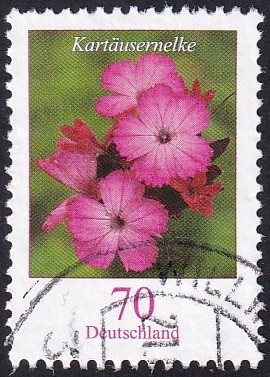 Dianthus carthusianorum