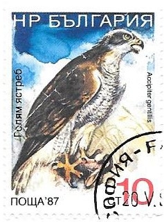 aves