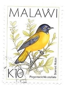 aves