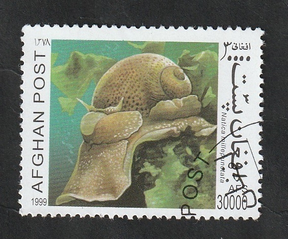Natica millepunotata
