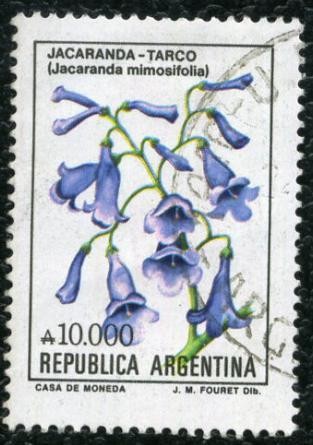 Jacaranda