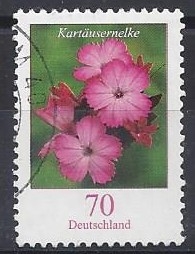 Kartäusernelke