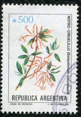 Ciurelillo