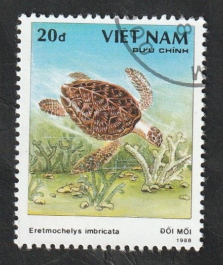 868 D - Tortuga