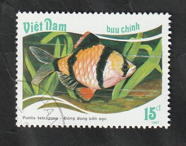 818 - Pez tropical