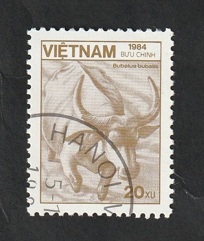 553 - Fauna, bubalus bubalis