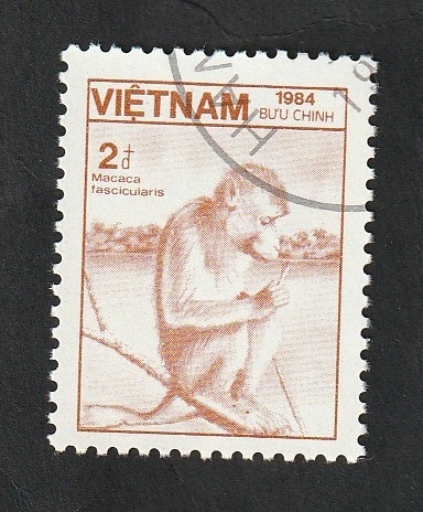 564 - Fauna, macaca fascicularis