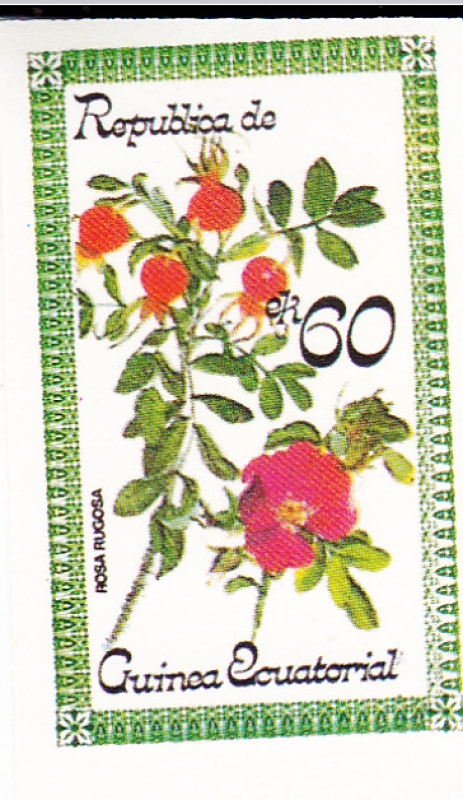 FLORES- ROSA RUGOSA