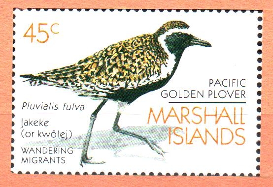 AVES.  PLUVIALIS  FULVA