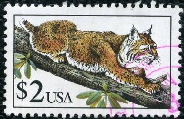 Lince