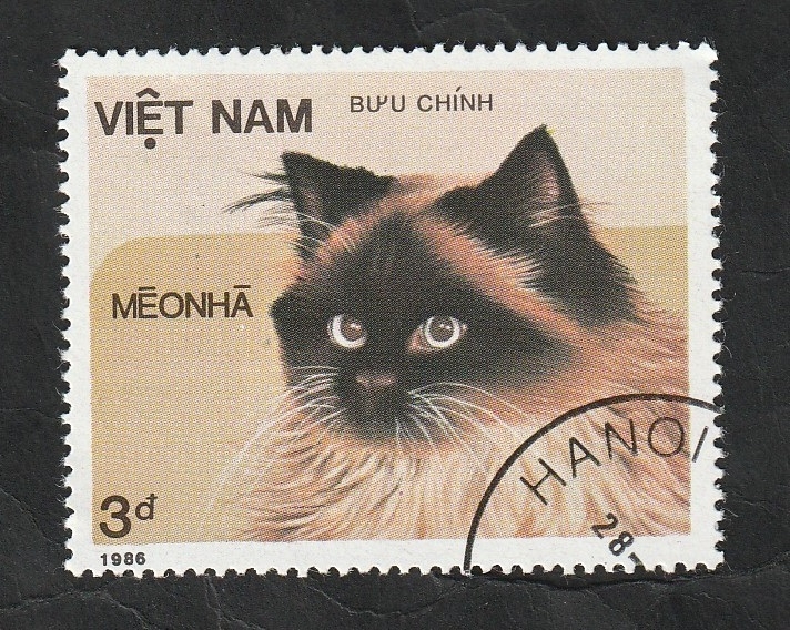 688 - Gato de raza