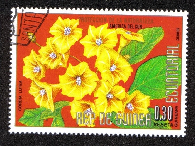 Flowers (II) South American