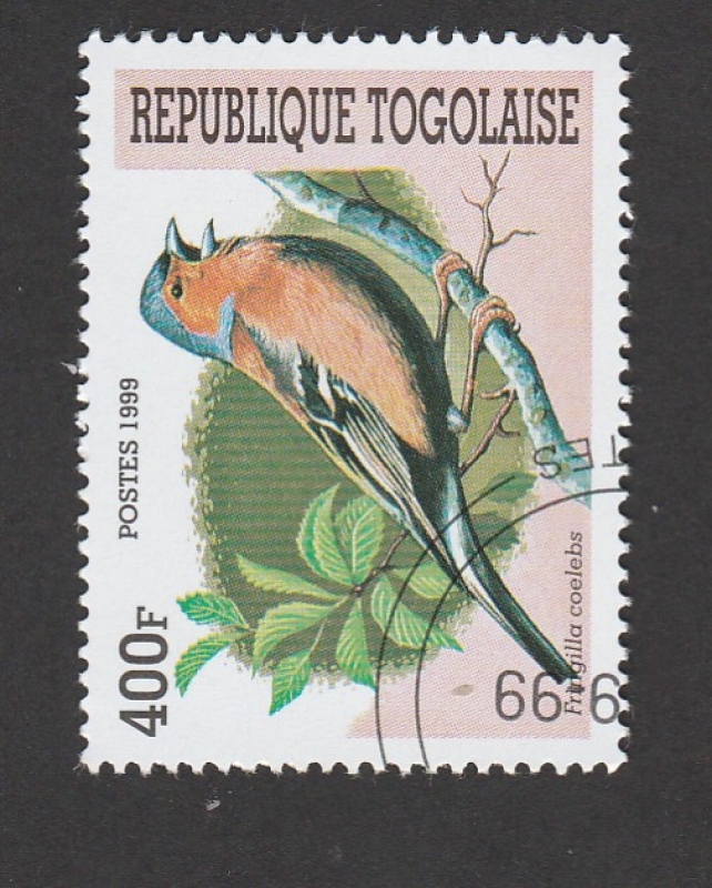 Frigilla coelebs