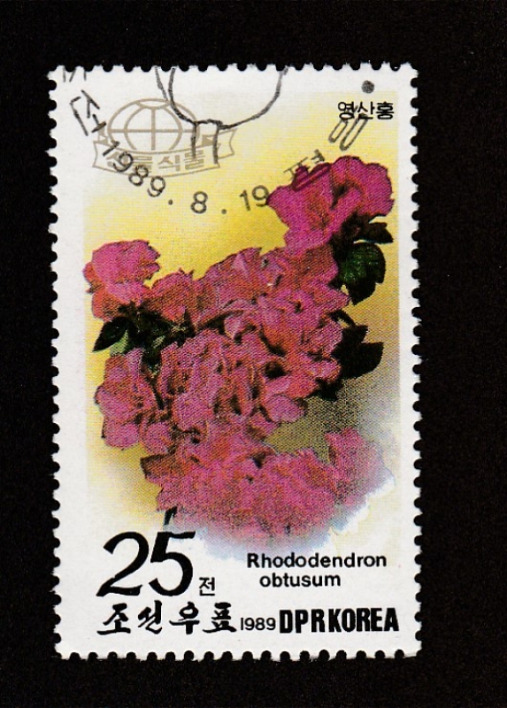 Rhododendron obtusum